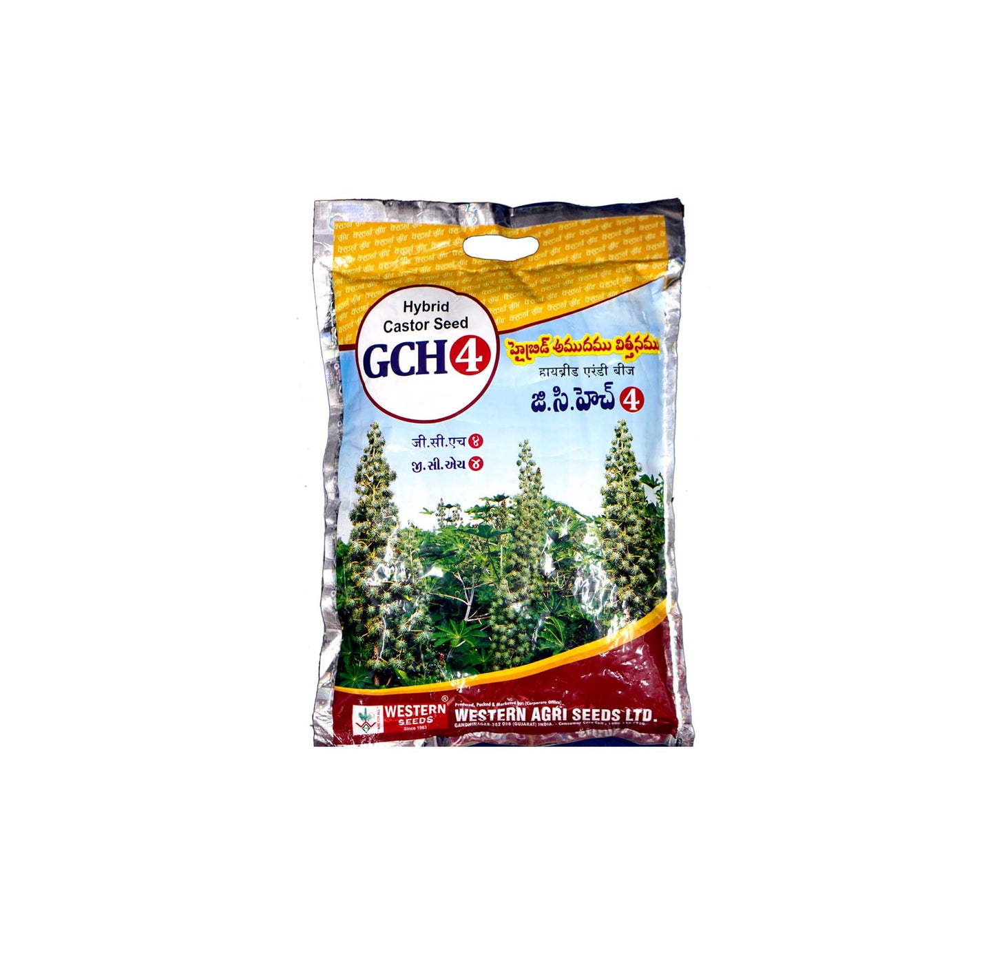 GCH-4 - Castor Seed