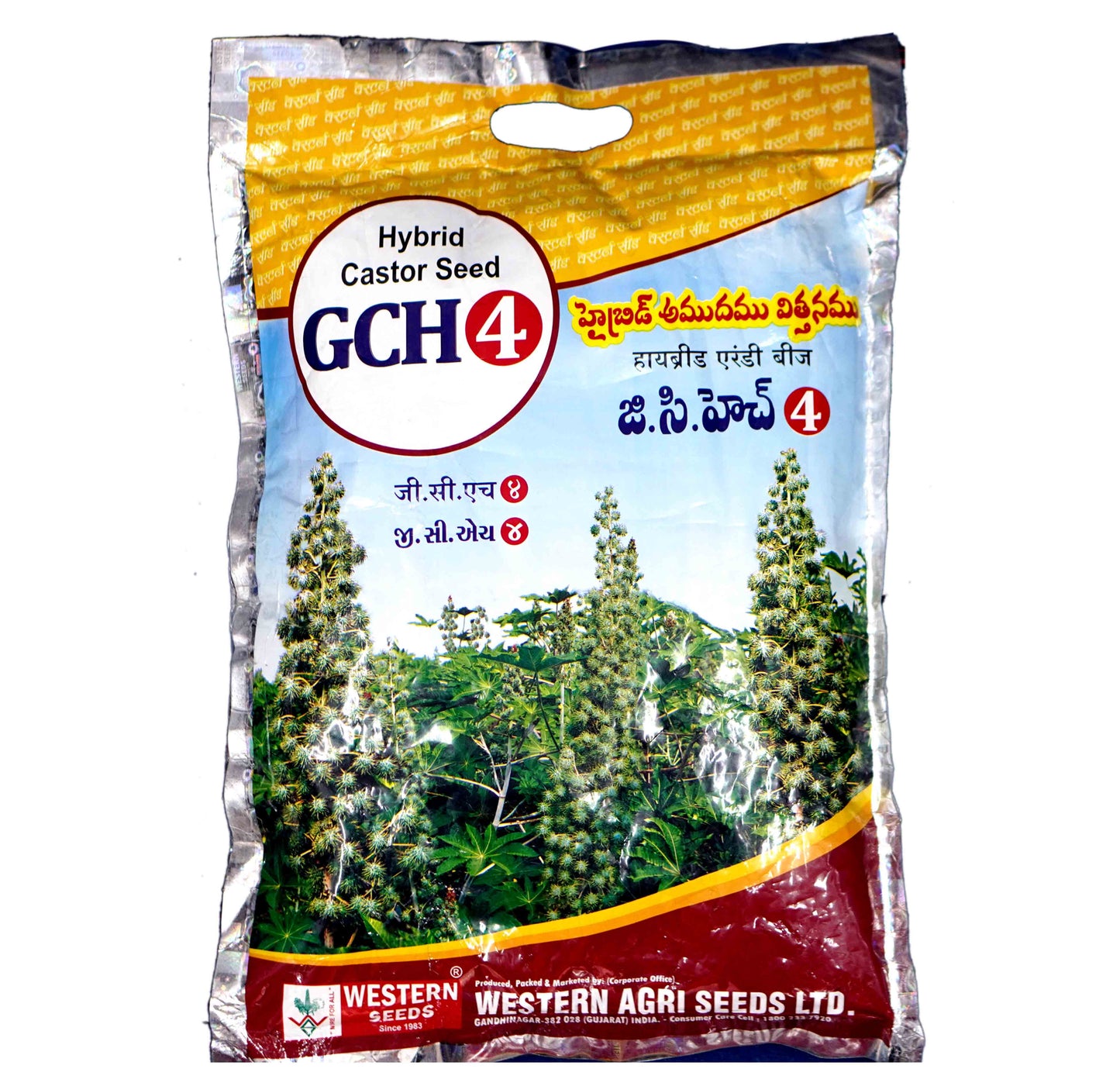 GCH-4 - Castor Seed